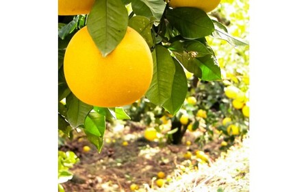 文旦 約4kg M～Lサイズ 9～13玉