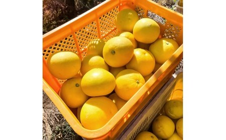 文旦 約4kg M～Lサイズ 9～13玉