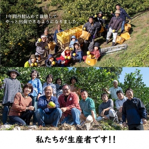 生産者直送　土佐文旦9.5kg[2L～4L]