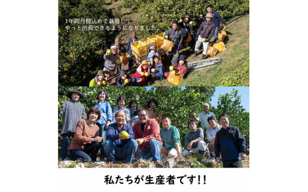 生産者直送　土佐文旦　4.5kg　[サイズおまかせ　2L～4L]　家庭用 【2026年1月下旬より発送】