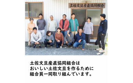 生産者直送　土佐文旦　4.5kg　[サイズおまかせ　2L～4L]　家庭用 【2026年1月下旬より発送】