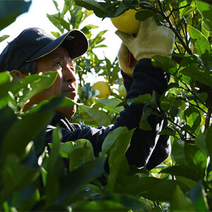 土佐文旦特大(3L・4L)サイズ10kg  