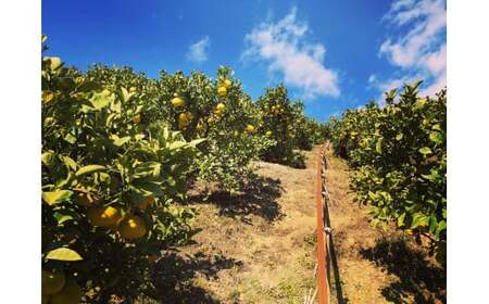 ☆至高の柑橘　高知産土佐文旦☆M 30玉入【家庭用】