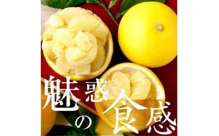 ☆至高の柑橘　高知産土佐文旦☆L 24玉入【家庭用】
