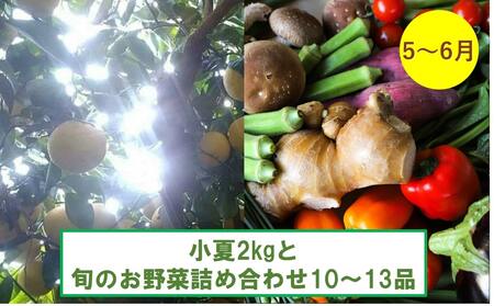 【年4回野菜と果物のセットが届く】土佐市まるごと四季の定期便
