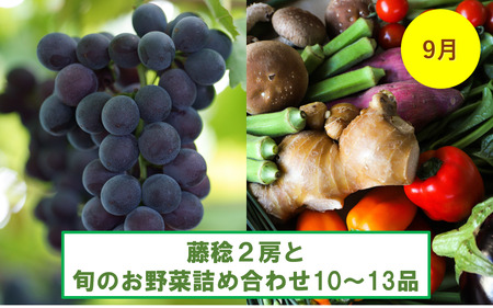 【年4回野菜と果物のセットが届く】土佐市まるごと四季の定期便