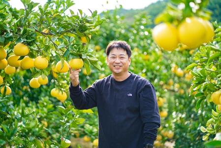 【日本ギフト大賞2024受賞】園主こだわり土佐文旦【 大玉3kg】（3L～2L） 2025年1月下旬より順次発送 ぶんたん ブンタン 柑橘 フルーツ 果物 贈答 ギフト 土佐 高知 やの一果彩