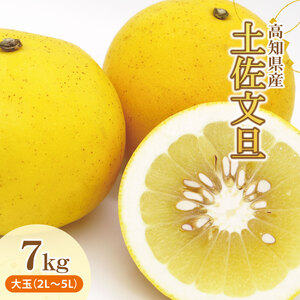 【家庭用】柑橘 土佐文旦 5L特大サイズ
