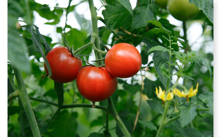 フルーツトマト（約800グラム） 12～20玉入り 糖度8度以上 