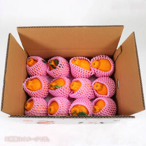 土佐の温室不知火（しらぬい）約3kg 