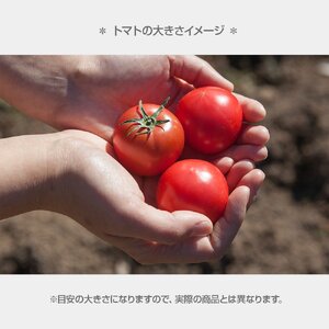 ＜2026年1月下旬より発送＞濃厚フルーツトマト1kg 糖度8度以上 期間限定 