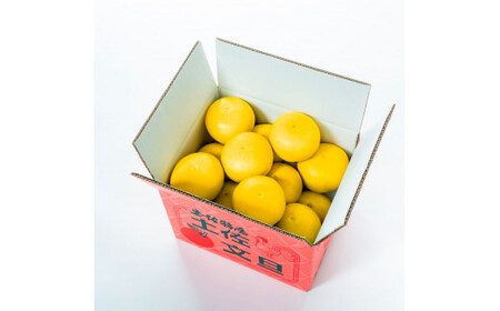 【日本ギフト大賞2024受賞】先行予約 園主こだわり土佐文旦 【10kg】特大4L 2026年1月下旬より順次発送  やの一果彩