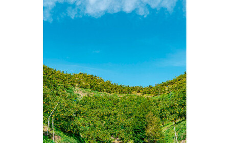 【日本ギフト大賞2024受賞】園主こだわり土佐文旦【化粧箱贈答用：大玉5kg】（3L～2L） 2026年1月下旬より順次発送 やの一果彩