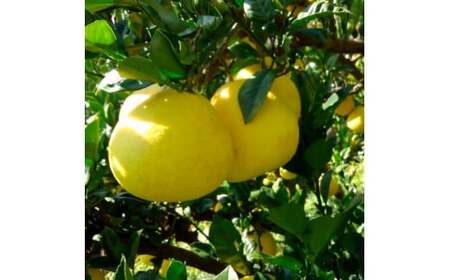 ＜2026年1月下旬より順次発送＞訳あり 嬉龍の土佐文旦 約5キロ L - ４Lサイズ 