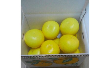 ＜2026年1月下旬より順次発送＞訳あり 嬉龍の土佐文旦 約5キロ L - ４Lサイズ 