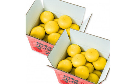 【日本ギフト大賞2024受賞】先行予約 園主こだわりの土佐文旦 20キロ（10キロ：18 - 24玉×2箱） 2026年1月下旬より順次発送 やの一果彩