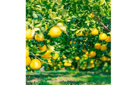 【日本ギフト大賞2024受賞】先行予約 園主こだわりの土佐文旦 7キロ（12 - 17玉） 2026年1月下旬より順次発送 やの一果彩