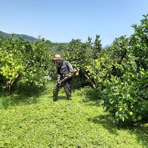 土佐水谷農園の露地土佐文旦 家庭用10キロ  大小混合（L - 上限なし：16玉前後） 訳あり