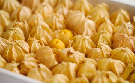 【2026年発送 先行予約】【 のざわ農園 】 フルーツ ほおずき 「 太陽の子 」約500g 北海道 日高産 希少 ホオズキ