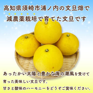 【 文旦 】 文旦 家庭用 5kg