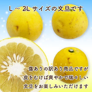 【 文旦 】 文旦 家庭用 5kg