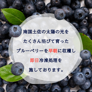 【早期予約開始!!2025年5月末より順次発送】【訳あり】 ブルーベリー 500g × 1 パック 冷凍 健康 食品 果物 フルーツ ベリー そのまま おやつ 朝食 加工 お菓子 製菓 シャーベット ジャム ソース スムージー いちかわファーム 高知県 須崎市 IF007