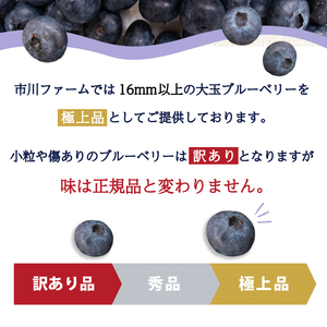 【早期予約開始!!2025年5月末より順次発送】【訳あり】 ブルーベリー 500g × 1 パック 冷凍 健康 食品 果物 フルーツ ベリー そのまま おやつ 朝食 加工 お菓子 製菓 シャーベット ジャム ソース スムージー いちかわファーム 高知県 須崎市 IF007