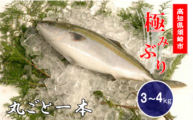 KS009 丸ごと一本!ブランド鰤「極みブリ」3~4kg