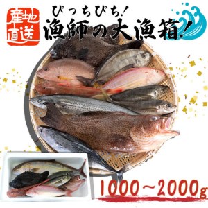魚 鮮魚 ボックス 1～2kg 旬 鮮度 抜群 おまかせ 詰め合わせ 高知県 須崎市