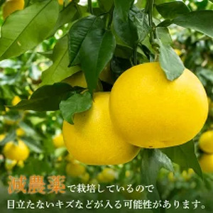 【2月上旬から発送】 訳あり 文旦 高知 5kg  L ～ 4L サイズ 混合  土佐文旦 柑橘 家庭用 文旦 文旦 文旦 文旦 文旦KN026