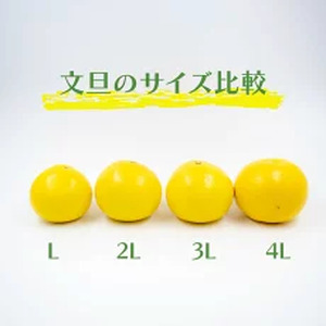 【2月上旬から発送】 訳あり 文旦 高知 5kg  L ～ 4L サイズ 混合  土佐文旦 柑橘 家庭用 文旦 文旦 文旦 文旦 文旦KN026