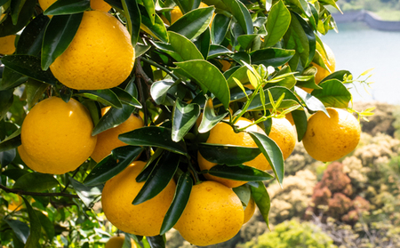 【訳あり】小夏 (日向夏) ヘルシー小夏ちゃん 3kg | 家庭用 期間 数量 限定 旬 人気 果物 くだもの 柑橘 フルーツ みかん ジュース 高知県 須崎市 KYM009