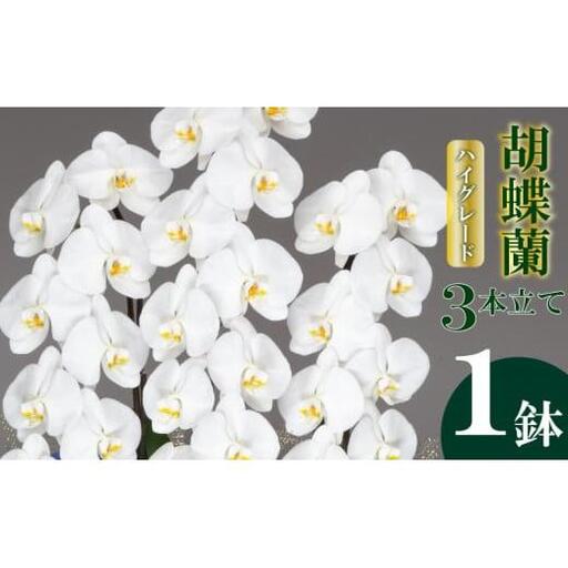 【 胡蝶蘭 】 胡蝶蘭3本 白
