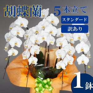 【訳あり】胡蝶蘭 5本立て 白 スタンダード お祝い 須崎洋蘭園 SY018