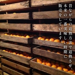 【須崎産ポンカン】冬の柑橘ポンカン 10kg