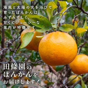 【須崎産ポンカン】冬の柑橘ポンカン 10kg