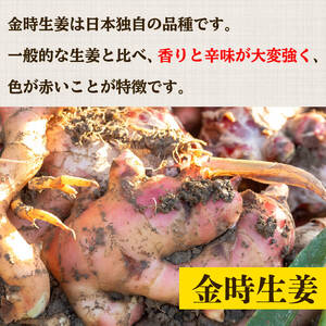 【早期予約 12月より順次発送】 高知県産 しょうが 「 金時生姜 」2kg 新鮮 野菜 薬味 大容量 高知 須崎 高知県 須崎市 HNT023