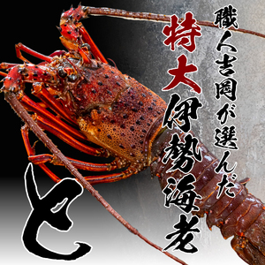 【 からすみ 】 からすみと伊勢海老5匹