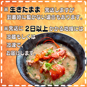 【 伊勢海老 】 伊勢海老1.6kg以上