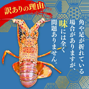 【 伊勢海老 】 伊勢海老700g以上