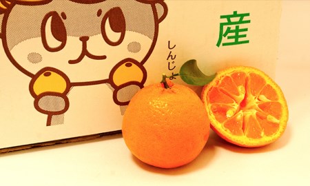 【早期予約】南国の恵み ポンカン5kg 中玉・大玉サイズ 2019年度収穫分♪♪