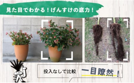 堆肥 酵素 Gensuke GREEN 40L×2袋 セット げんすけグリーン 土づくり 家庭菜園 園芸 畑 農作業 高知県 須崎市
