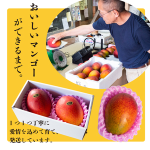 【 マンゴー 】 マンゴー早期予約 秀品900g