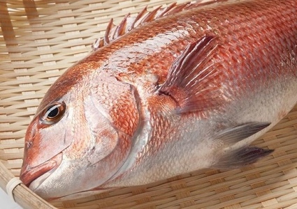 【 鯛 】 希少部位 3点セット