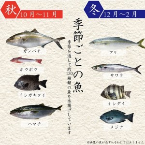 魚 鮮魚 ボックス 3-5kg ( 定期便 で人気の 神経締め の単体鮮魚ボックス ) リピーター様続出 高知県 須崎市