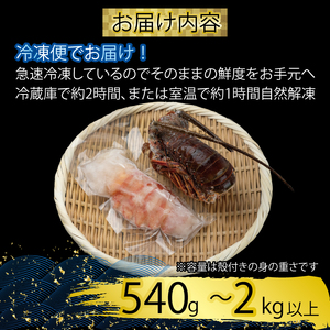 【 伊勢海老 】 伊勢海老刺身用540g
