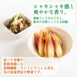 【 みょうが 】 1kg  かつおのたたき に 合う すさきのみょうが