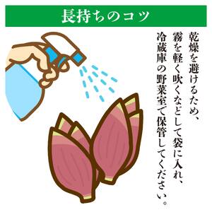 【 みょうが 】 1kg  かつおのたたき に 合う すさきのみょうが