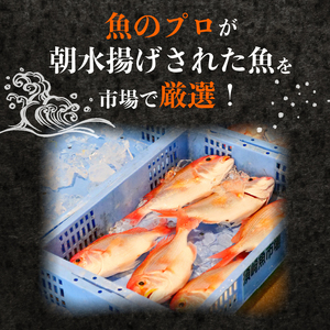 【 鮮魚 】 鮮魚ボックス2kg