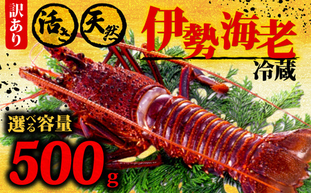 【 伊勢海老 】 伊勢海老500g